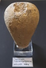 Fossile Spongiaire Cypraea