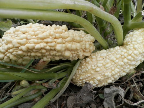 Zucchine rogosa friulana - zucchine,