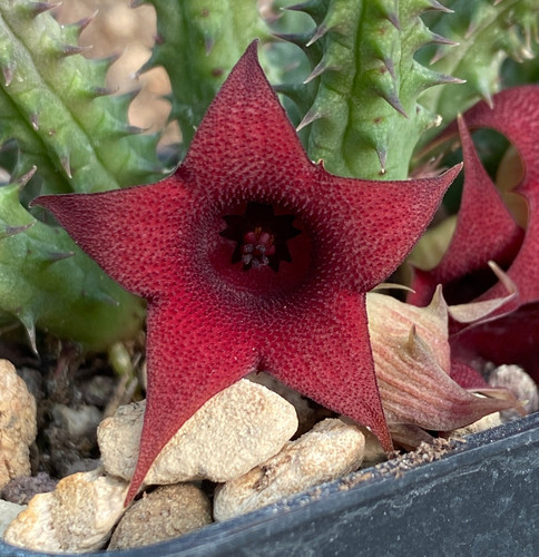 Huernia penzigii alba - huernia,