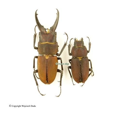 Leptinopterus gracilis - ,
