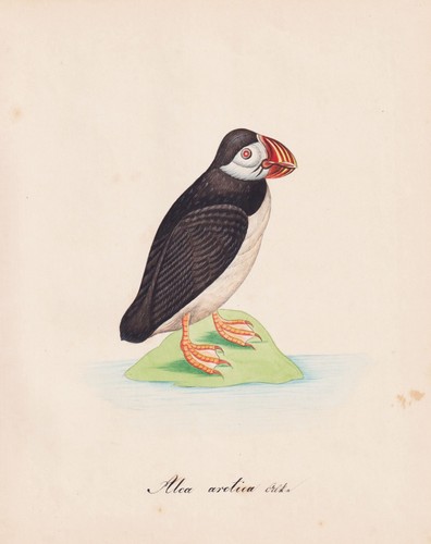 Papagallo puffin uccelli - papagallo,