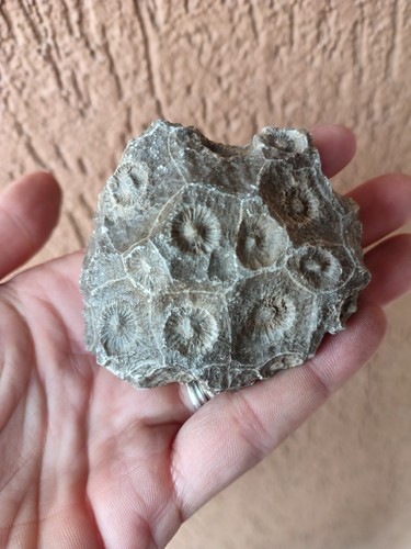 Fossili coralli hexagonaria - coralli,
