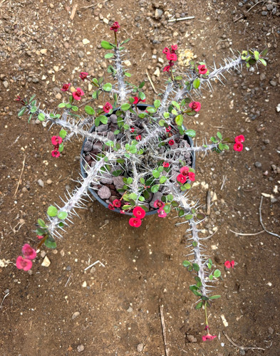 Euphorbia milii fiore rosso - milii,