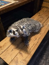 Decorazione cabina tasso