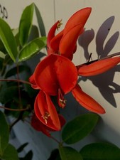 Eritrina - Erythrina crista