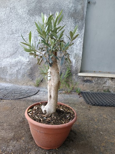 Ulivo bonsai vaso olivo - bonsai, 25