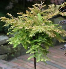 Sequoia primordiale ad alto