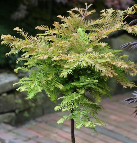 Sequoia primordiale alto - sequoia,