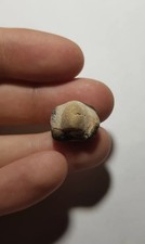 Dente squalo fossile - dente, di