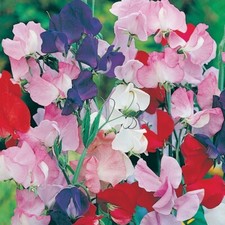 Sweet Pea Flower Pea Mix Profumato Vecchio Moda Lathyrus odoratus 50 Semi a 1kg
