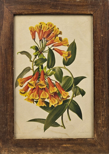 Stampa antica botanica bomarea - antica,