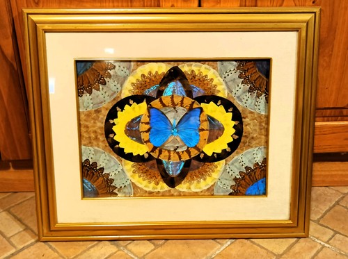 Quadro farfalla con vetro - quadro,