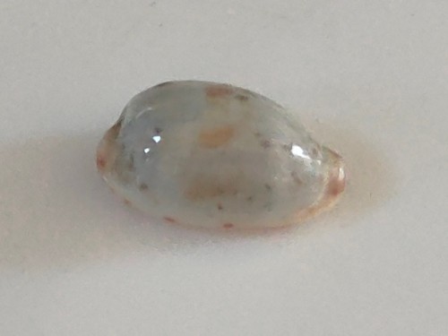Conchiglia shell cypraea - shell,