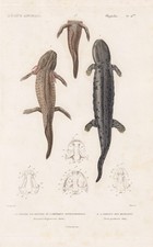 Axolotl Salamandre Anfibi