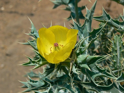 200 semi argemone mexicana - semi, di