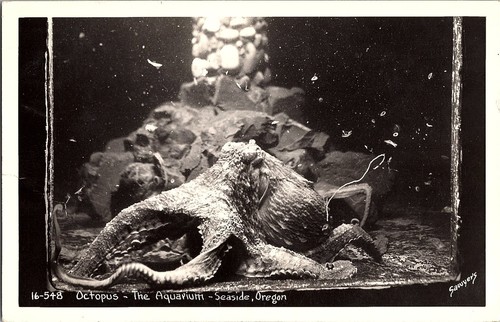 Rppc octopus acquario vicino - octopus,