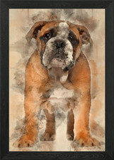 Bulldog inglese cucciolo 2 un