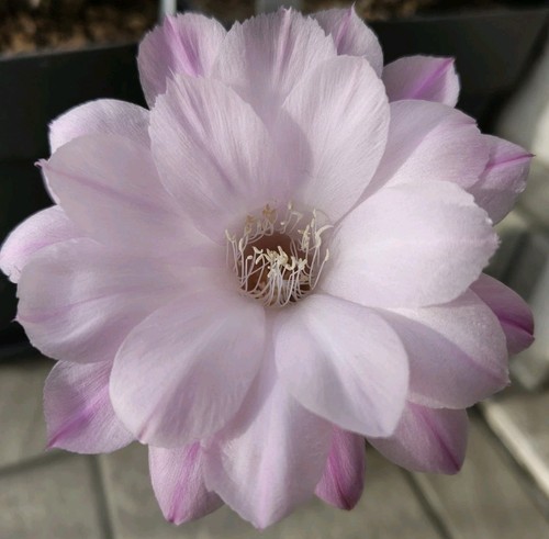 Cactus echinopsis al20 v18 - cactus,
