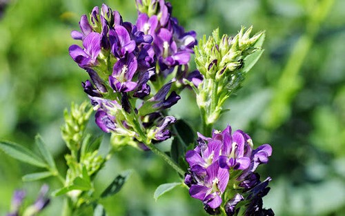 Erba medica medicago sativa - ,