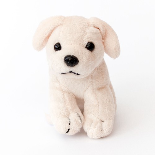 New labrador white - -,