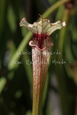 SARRACENIA x IAMSATYRICON /