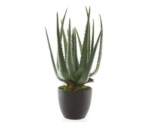 Pianta aloe vera - pianta, di