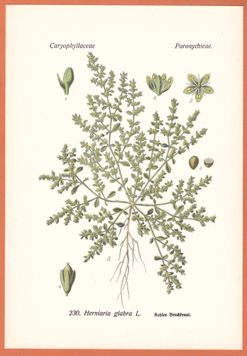 Ernia glabra calva erba