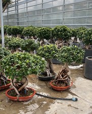 FICUS S. MICROCARPA GRANDE-
