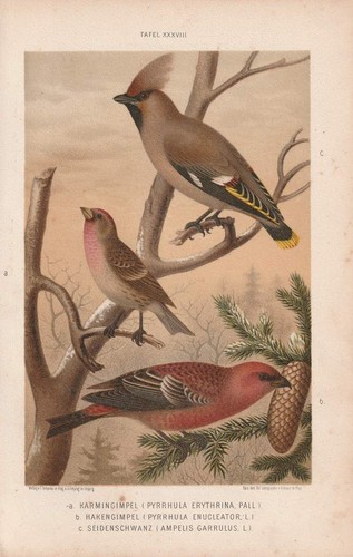 C1890 gimpel finken - c1890,