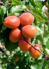 Pianta di Albicocco: varietà Precoce Primidi di 2 anni in vaso. alt. 140-170 cm