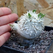Pachypodium brevicaule