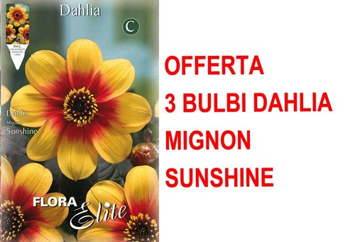 Offerta bulbi primaverili - 3,