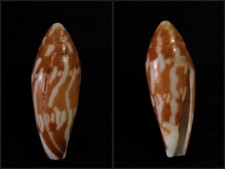 Conidae conus cylindraceus - conidae,