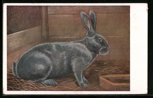 Cartolina artistica coniglio - cartolina,