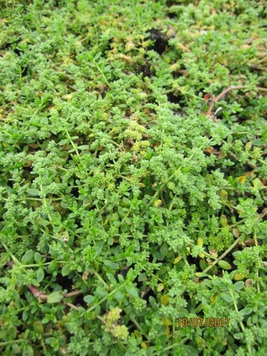 Hernaria glabra serpyllifolia - glabra,