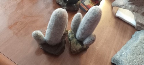 Cactus Per Terrario Rettili 1