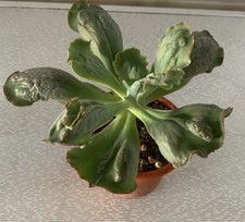 Echeveria Cameo
