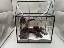 Pianta Terrario Casa