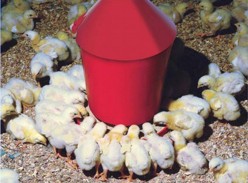 Mangiatoia tramoggia per - mangiatoia, a