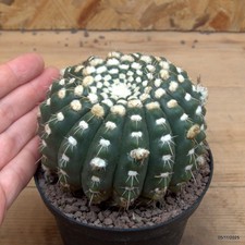 Notocactus uebelmannianus Vaso