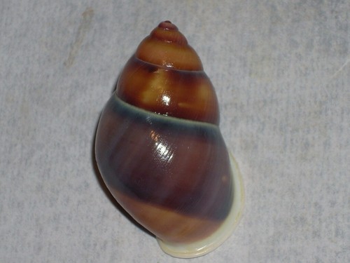 Amphidromus webbi simalurensis - amphidromus,