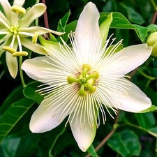 10 semi: Passiflora sp