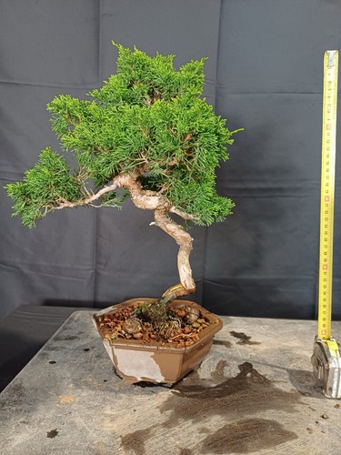 Bonsai ginepro itoigawa - bonsai,