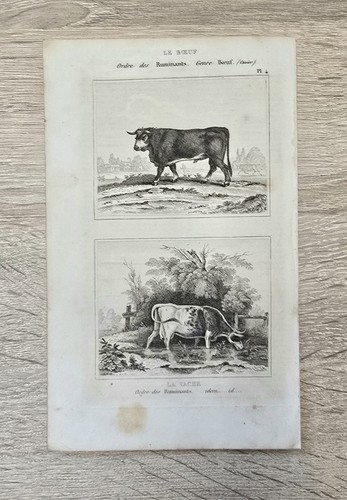 Orig buffon incisione animale - orig.,