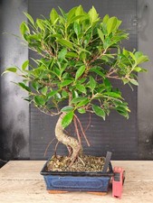bonsai   ficus retusa  h 50 cm
