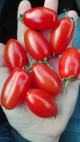 Marzanino san marzano nano - marzanino,,