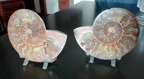 Conchiglia ammonite fossile