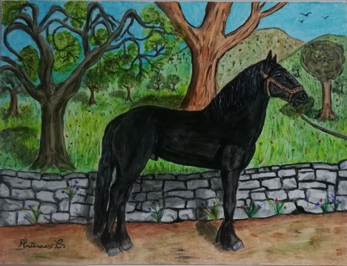 Cavallo murgese - cavallo, murgese.