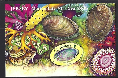 Jersey 2006 marine - 2006, life