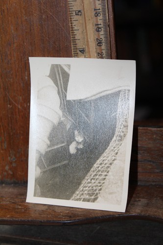 Foto epoca 1961 gatto - foto,
